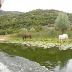 Skadarsko jezero 2
